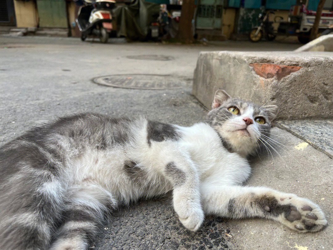 天津领养英短蓝白虎斑纹折耳猫