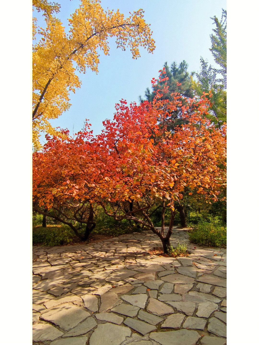 秋天的香山公园三年级图片