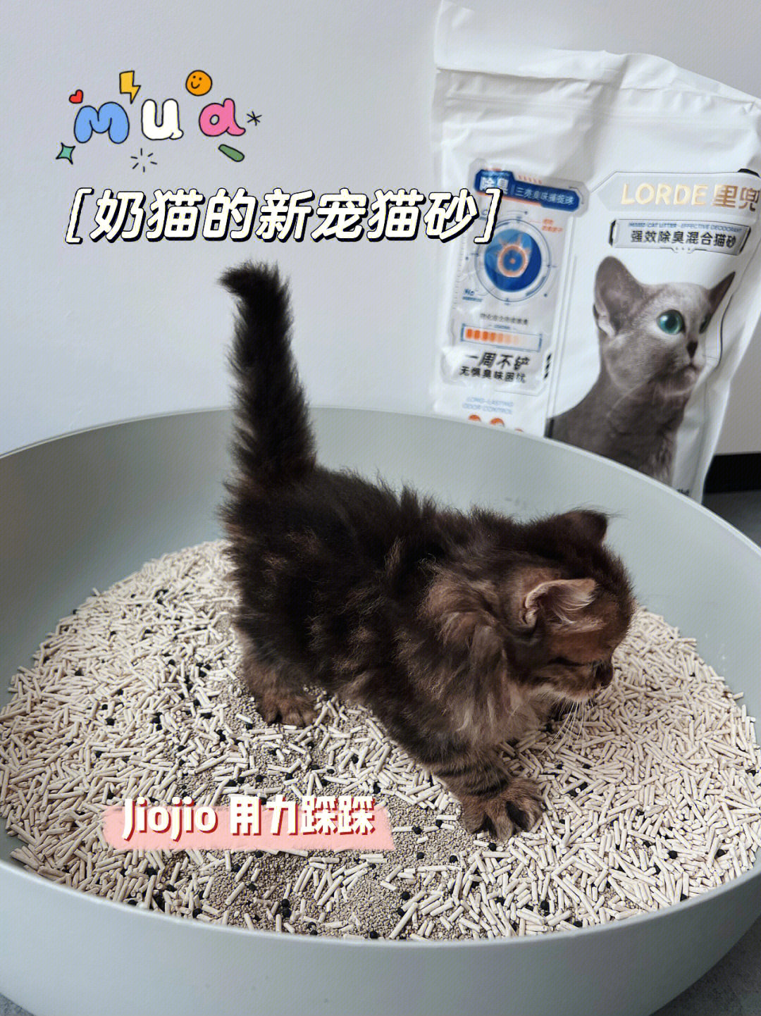 自用分享07奶猫的新宠混合猫砂