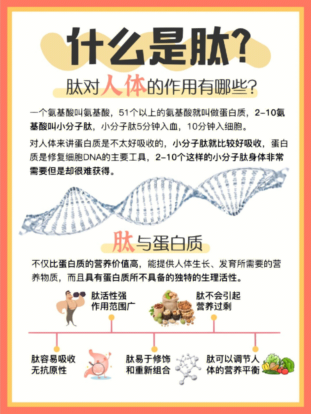 肽的功效与作用图片