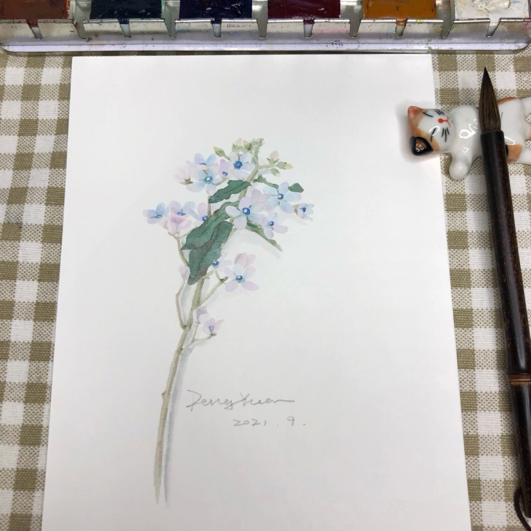 蓝星花素描图片