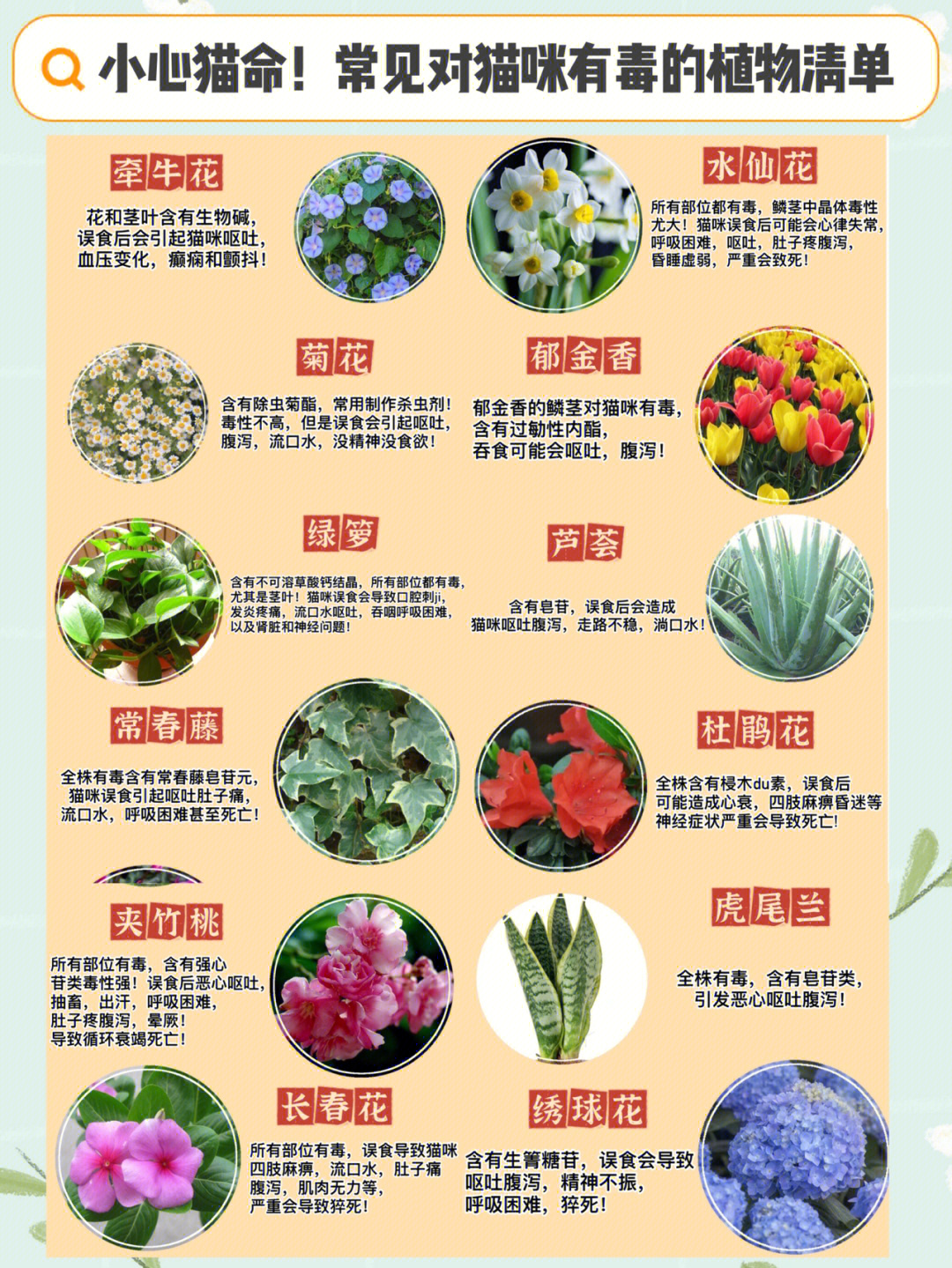 有毒植物名称图片