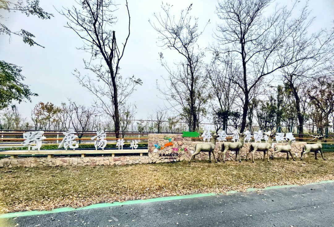 从盐城大丰开车到黄河野鹿荡45分钟左右,虽然冬天的风景略显一些凄凉