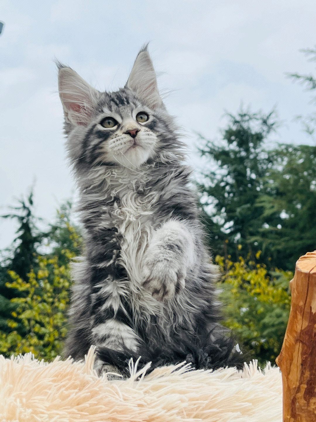 缅因猫这是黑虎斑还是棕虎斑还是银虎斑