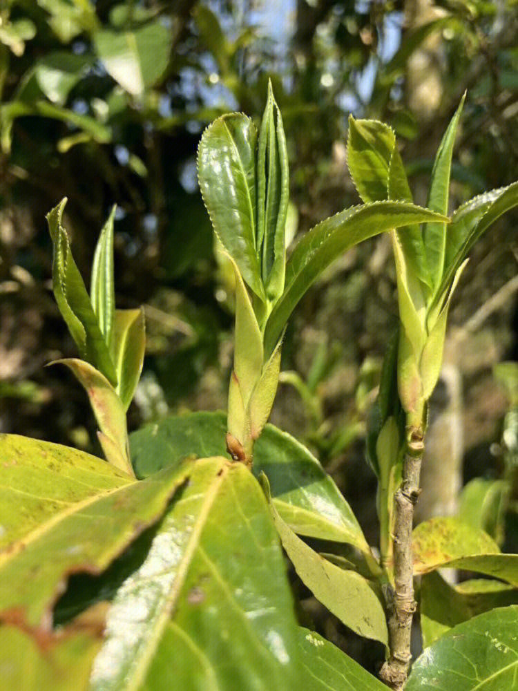 雨林古树茶曼捌图片