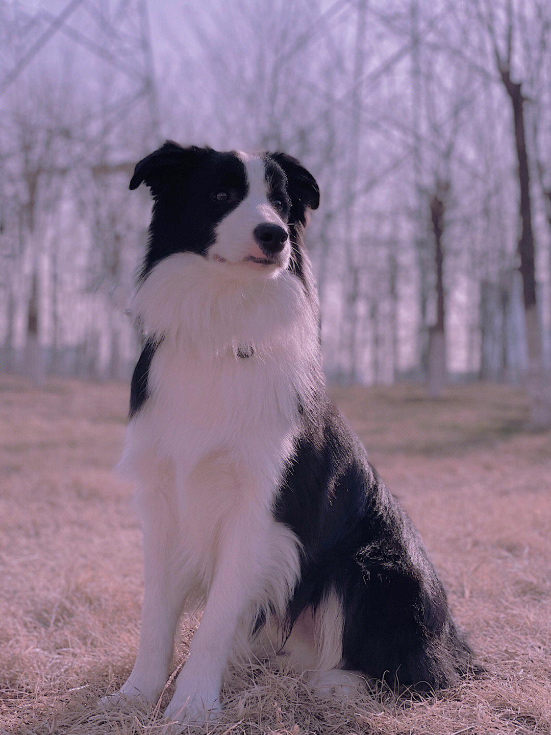 旷野之犬图片