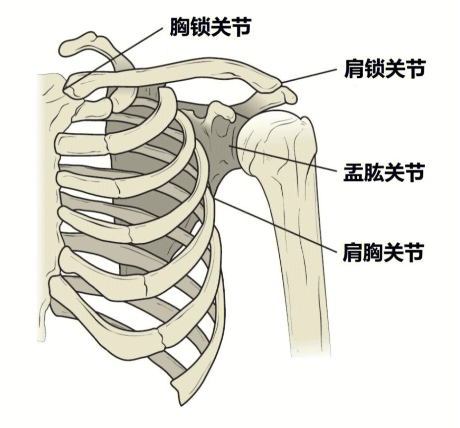 科普红人打造计划#手#肩#肩颈#肩关节肩部是一个有20条肌