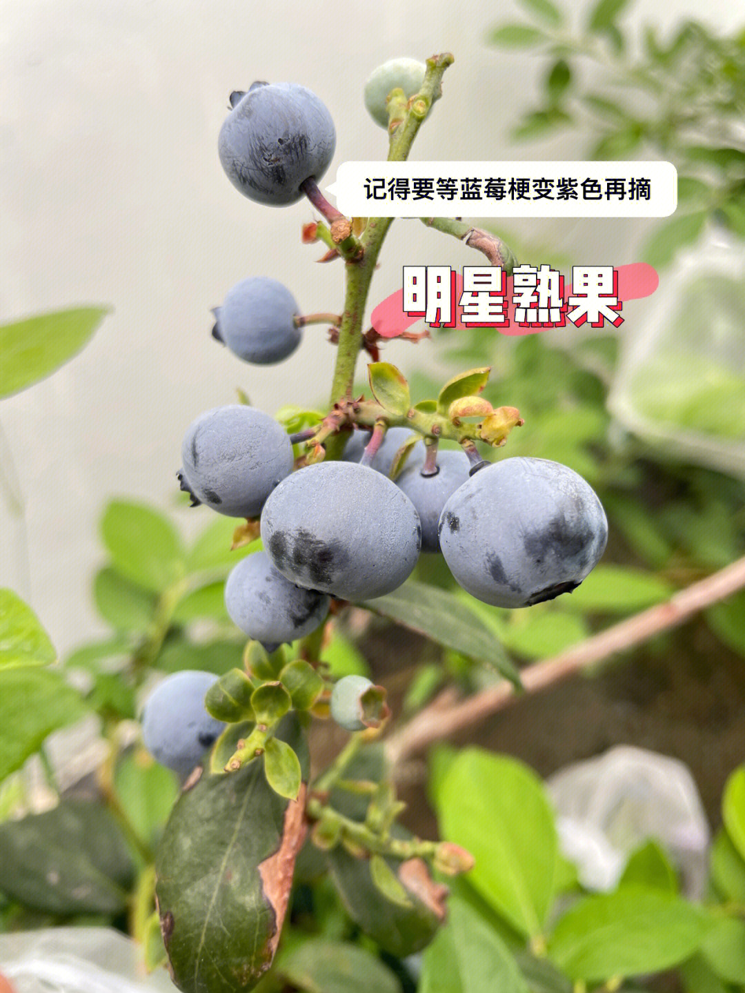 粉水蓝莓品种介绍图片