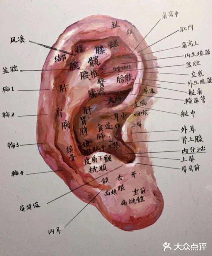 采耳简图图片