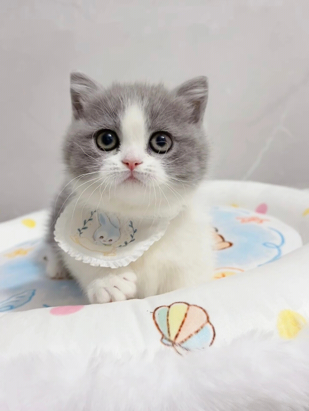 纯蓝白猫特征图片