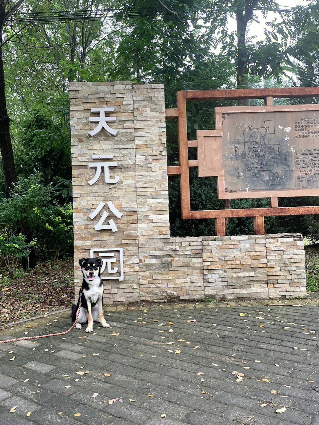 北京宠物公园图片