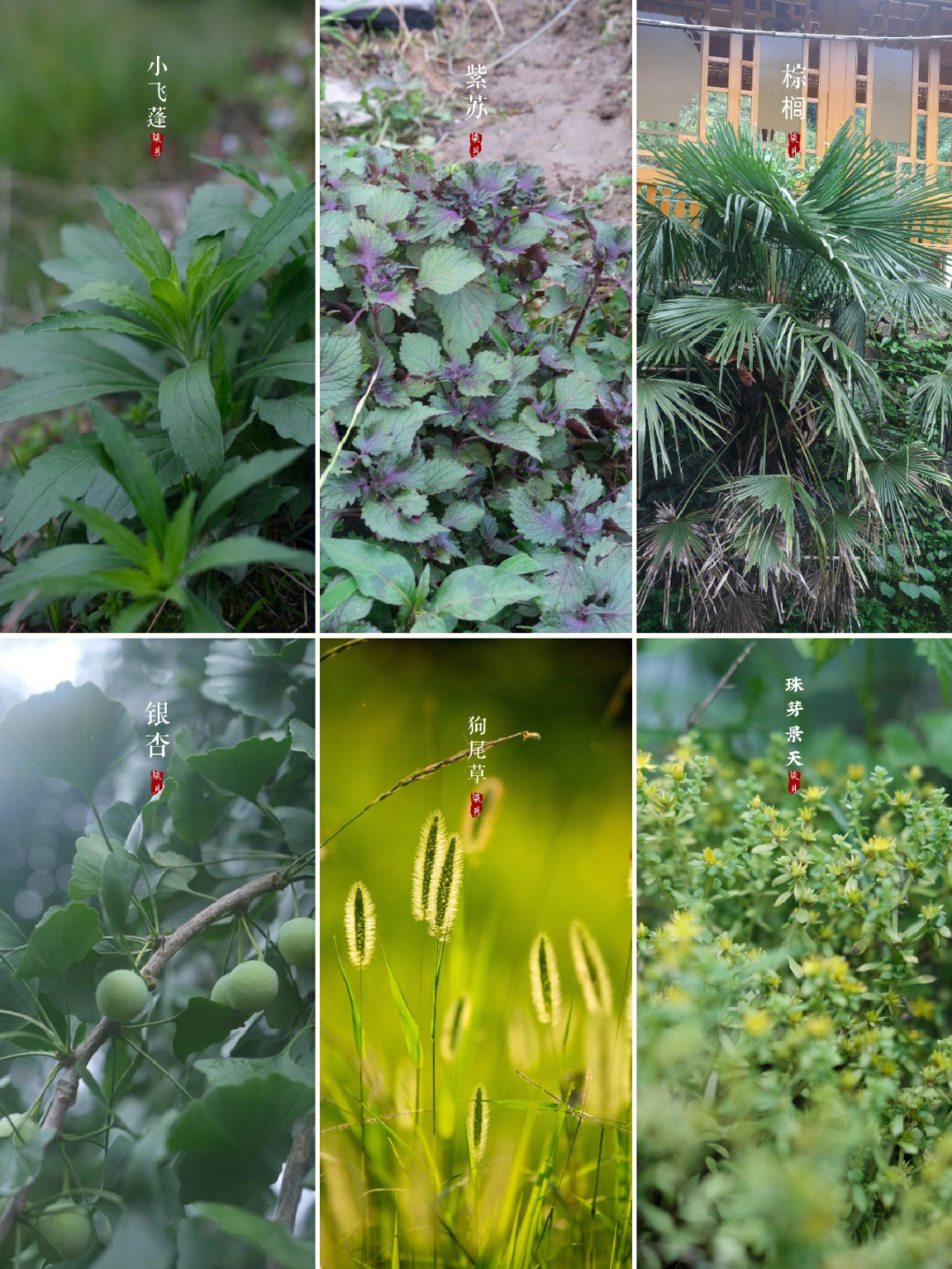 路边常见100种植物图片