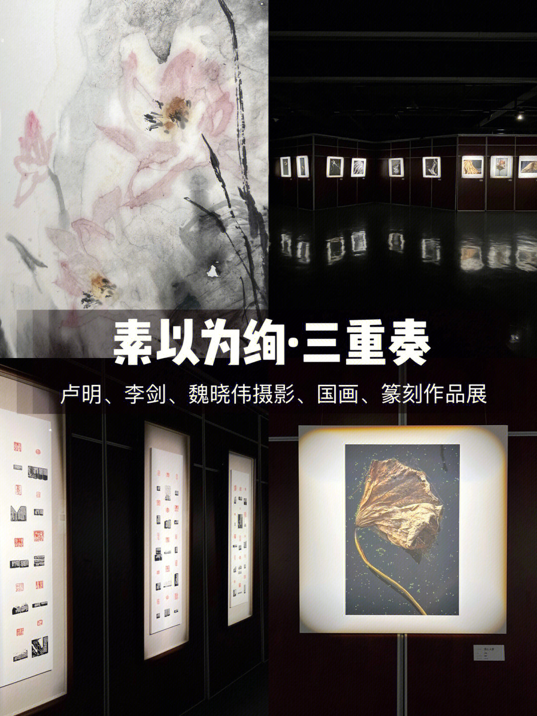 武汉看展素以为绚03荷之美的n种表达