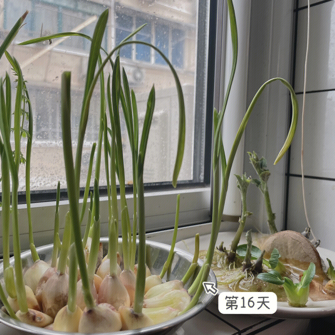 水栽白菜根成长记录图片