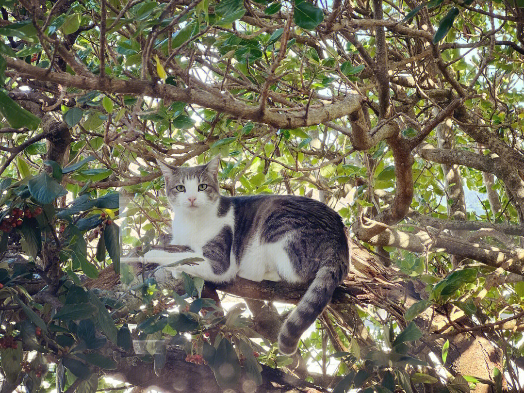 我有一只长在树上的猫03