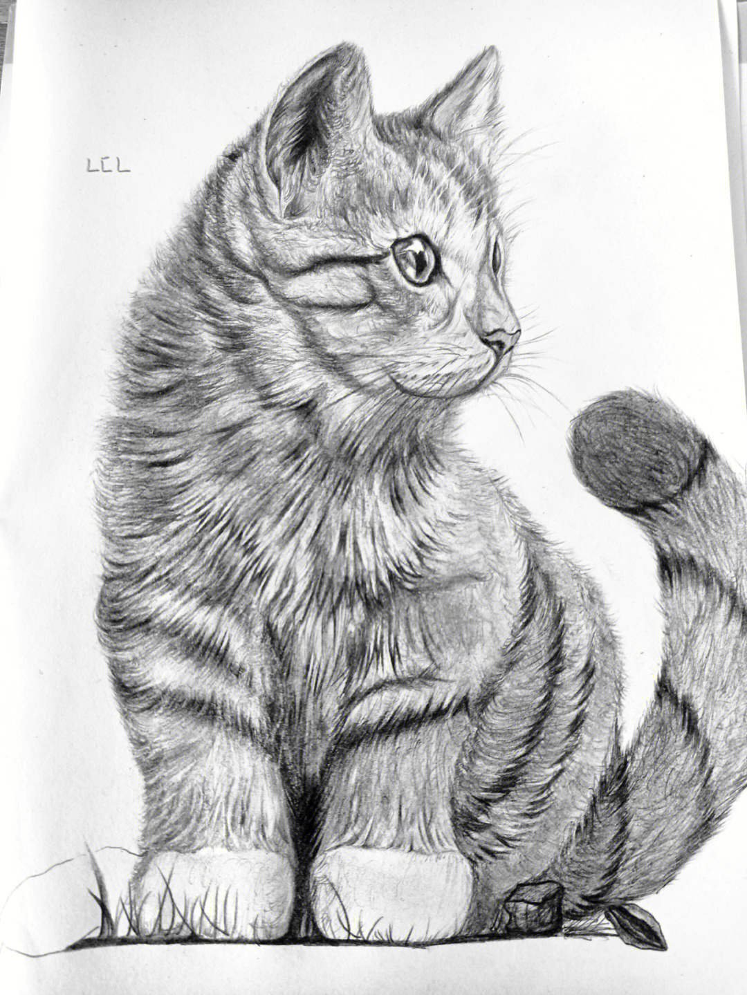 猫素描初级画初学者图片