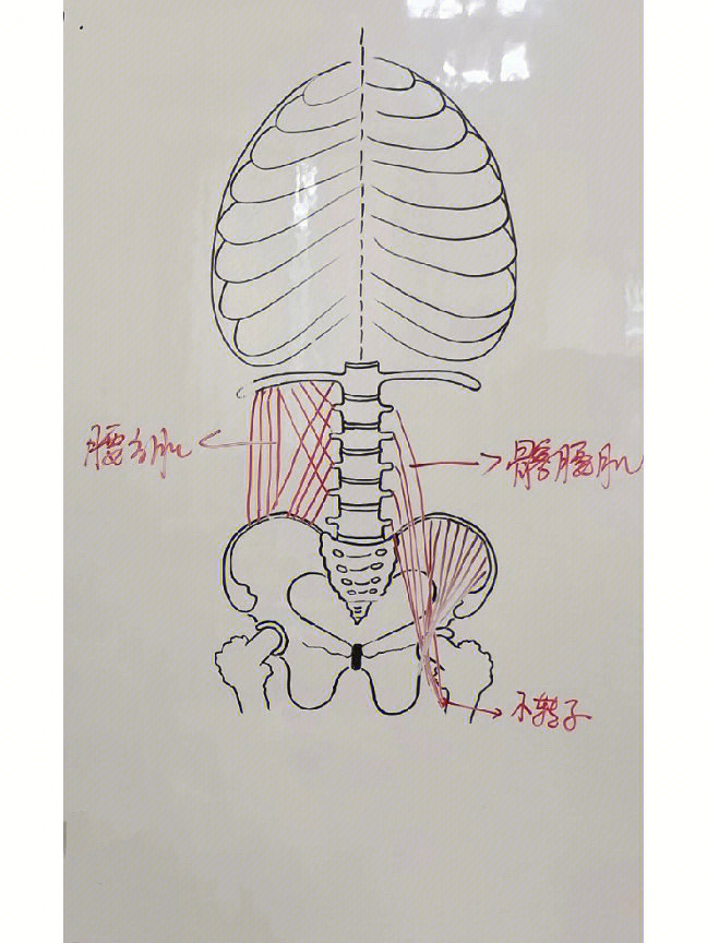 髂腰肌滑囊解剖图图片