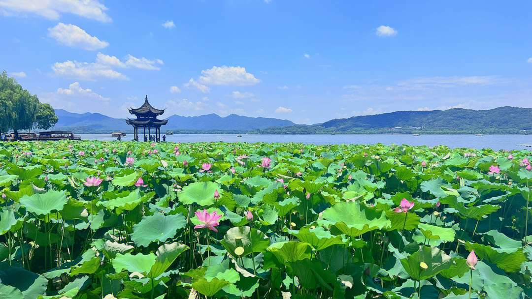 荷花是杭州西湖的经典标志,呈现出接天莲叶无穷碧,映日荷花别样红的