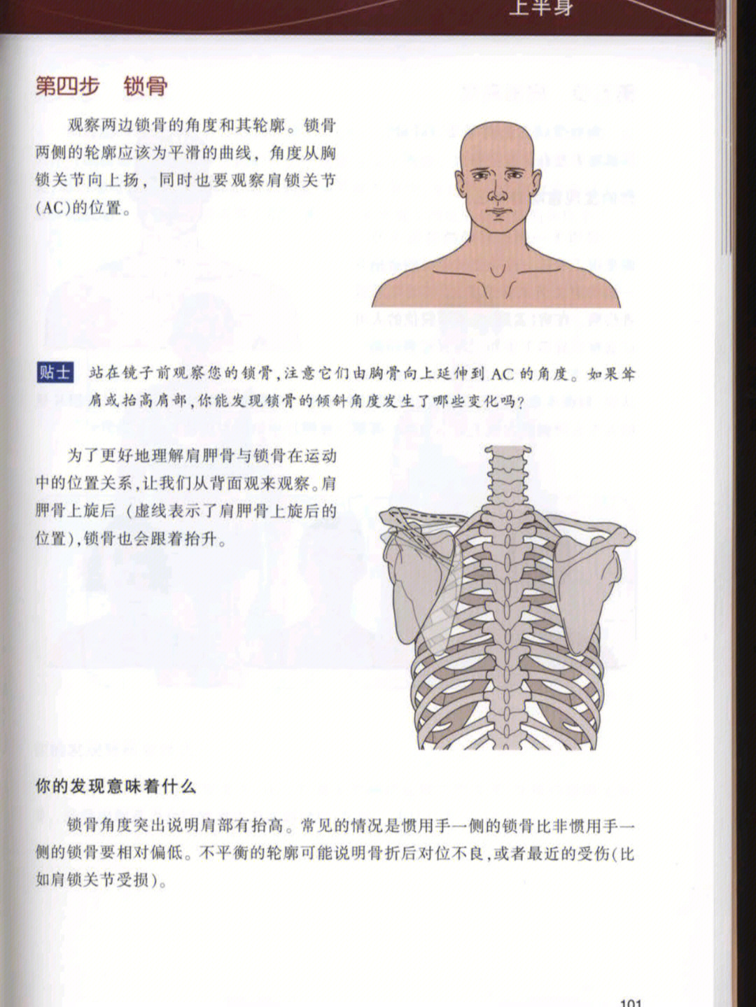 肱骨正面观图片