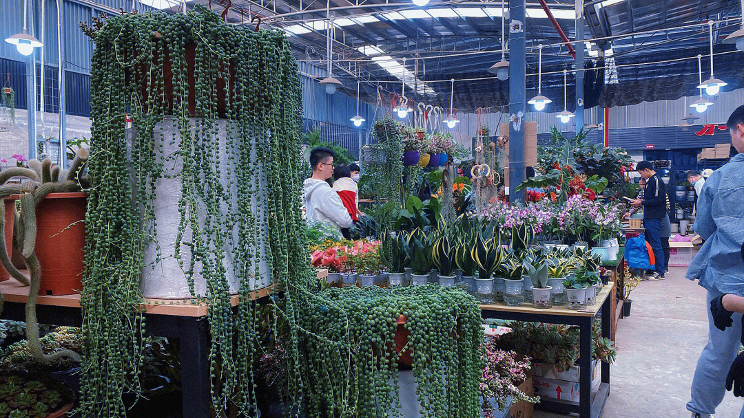 天津大型花卉市场图片