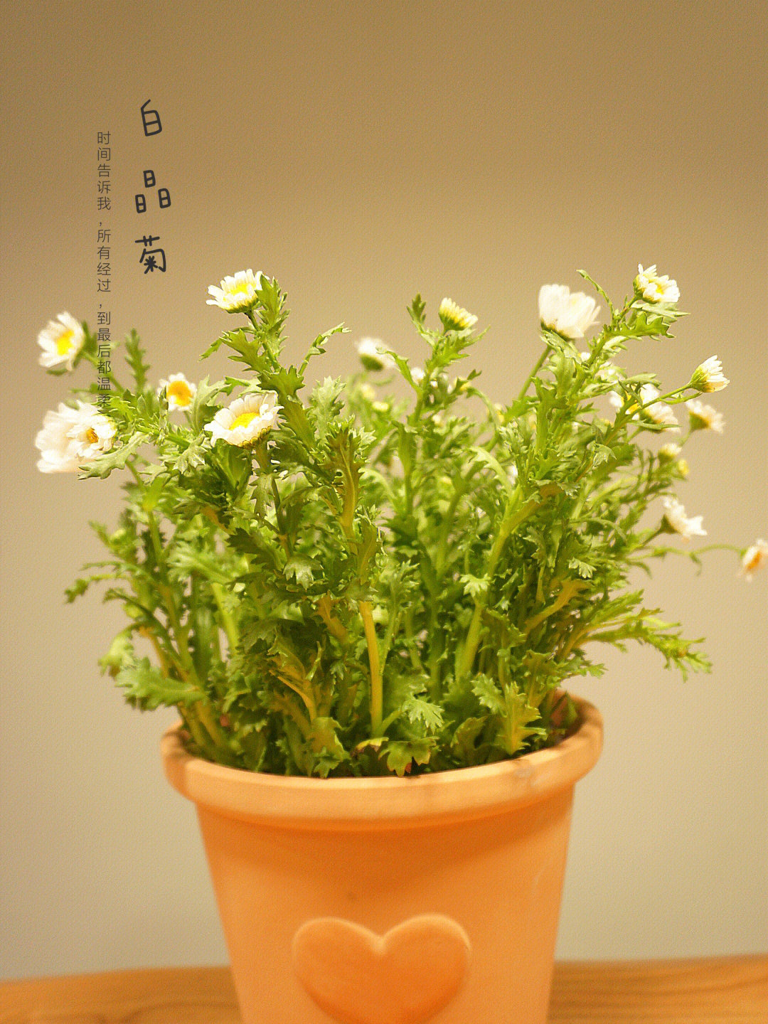 白晶菊扦插图片