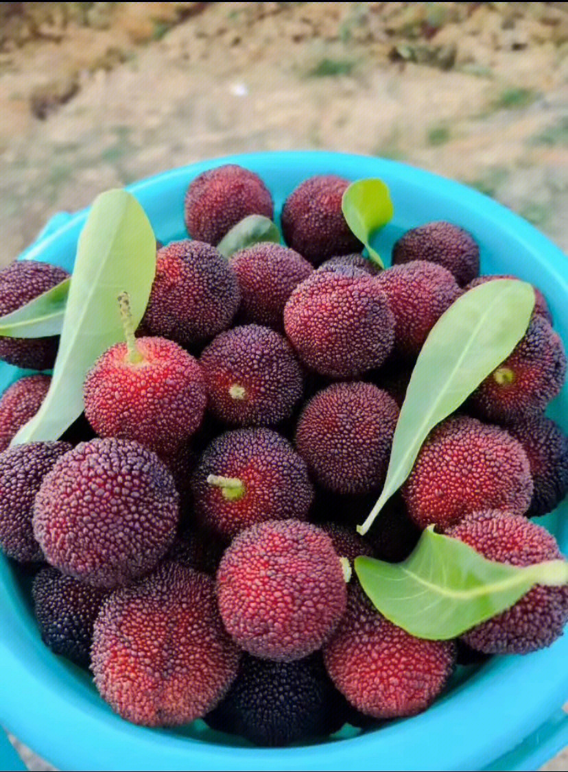 西域圣果是杨梅图片