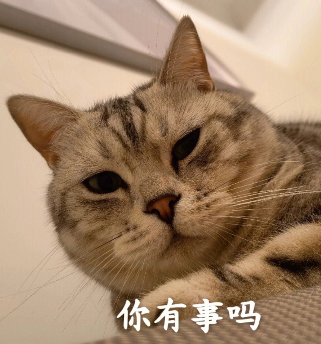 我家傻猫表情真的绝