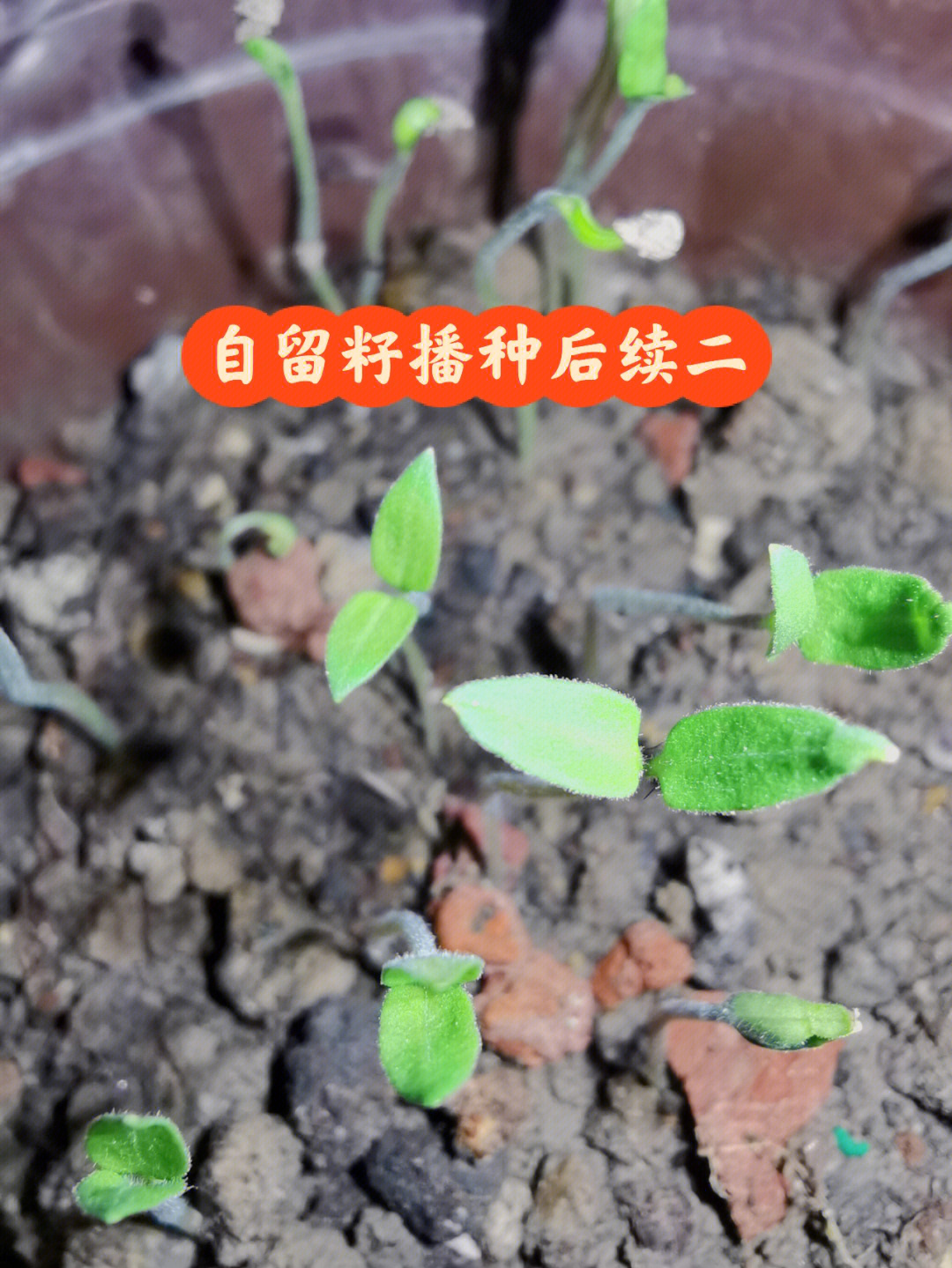 四天过去了,来看看出芽情况吧～通过对比发现,同一颗番茄的种子,随手