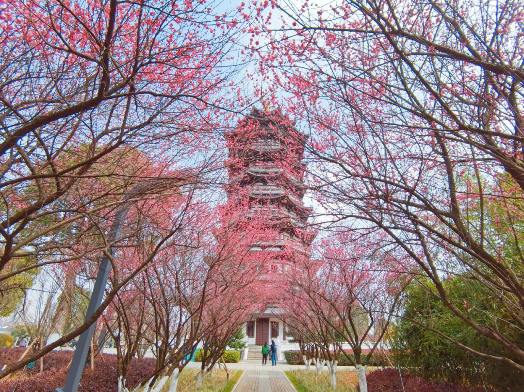 潮阳梅花湿地公园图片