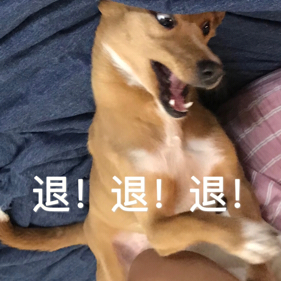 中华田园犬#狗狗表情包#表情包#狗狗表情包#搞笑表情包