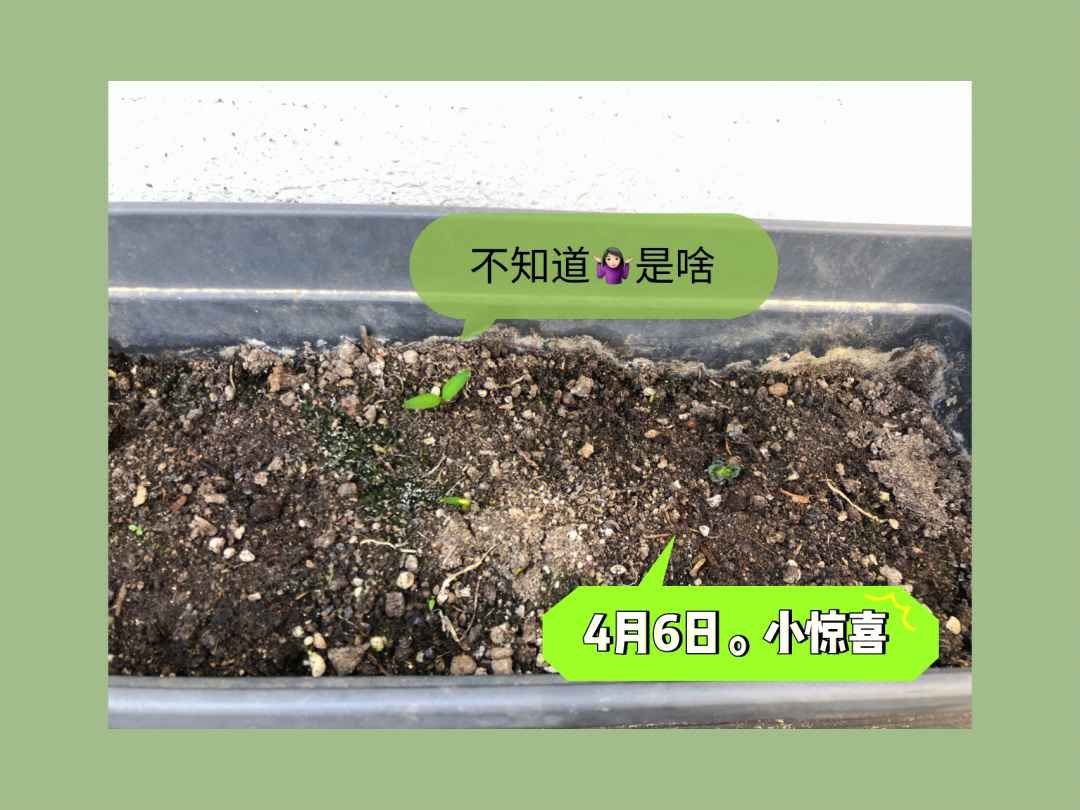 有别绿植土豆成长日记