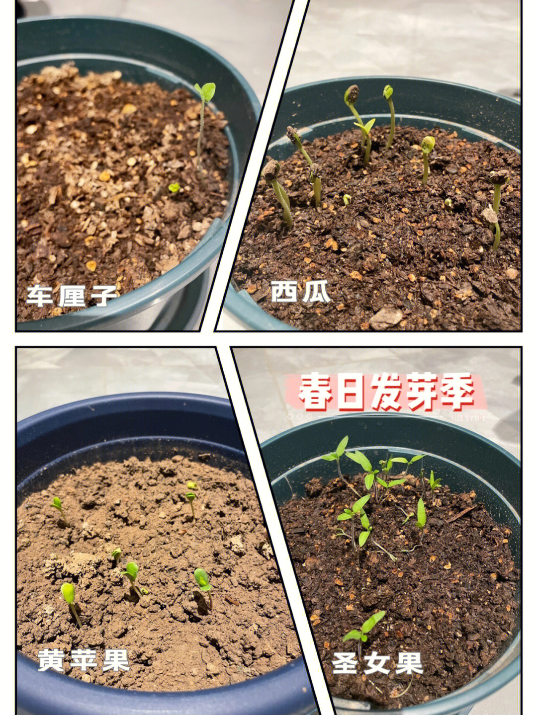 西瓜种子发芽步骤图片