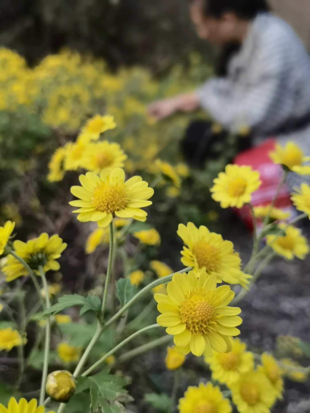 自己采摘制作的野菊花茶味道有点苦但是因为是自己亲自采摘,晾晒的