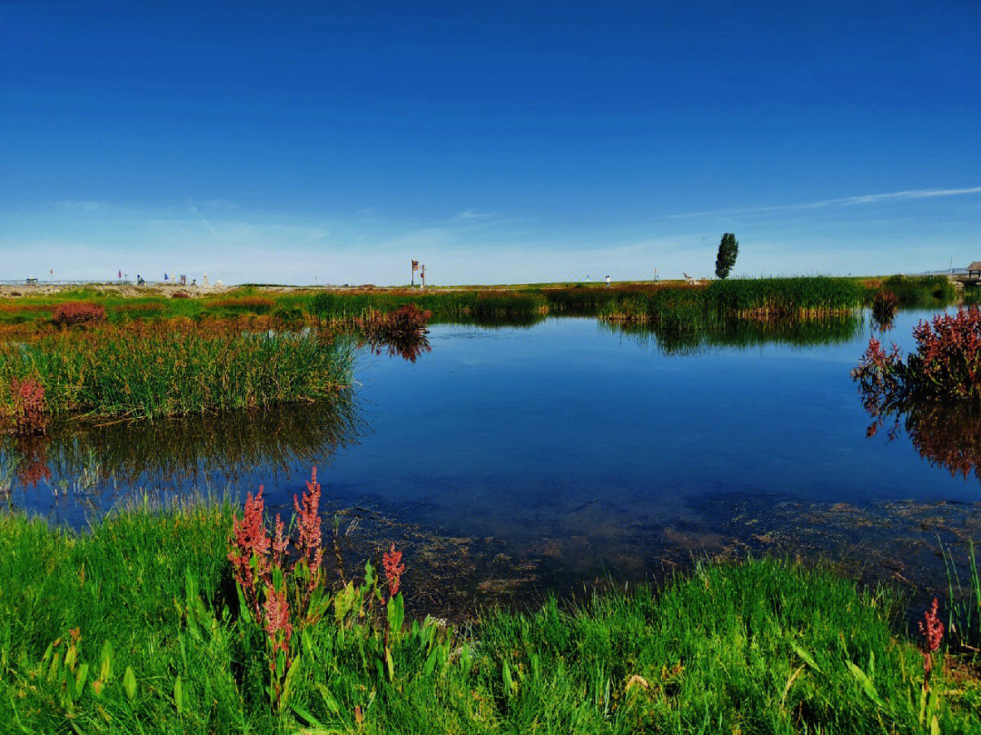 高家湖湿地公园图片