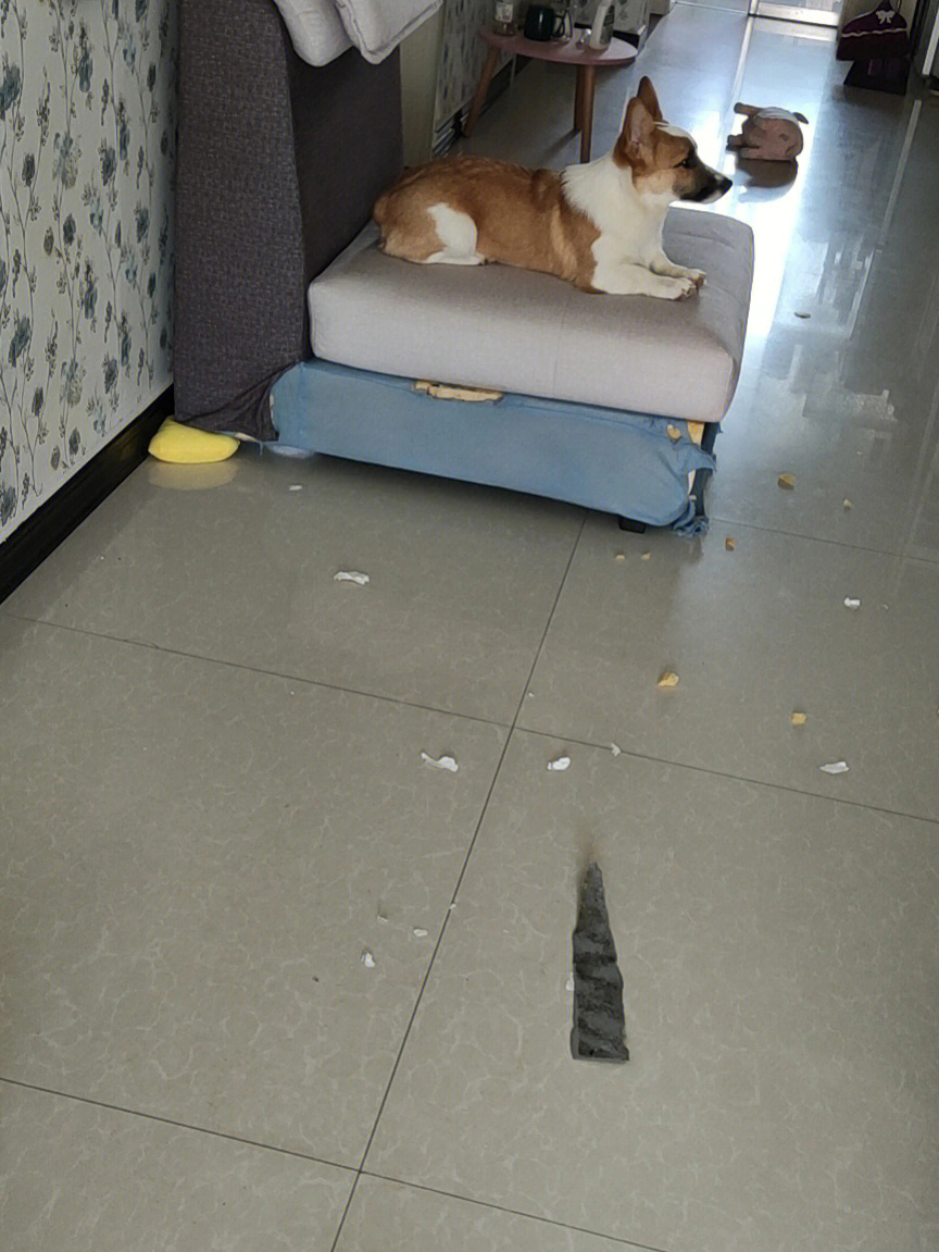 狗子已经六个半月了,也无所谓拆家,无非就是拆了一个沙发,喜欢把沙发