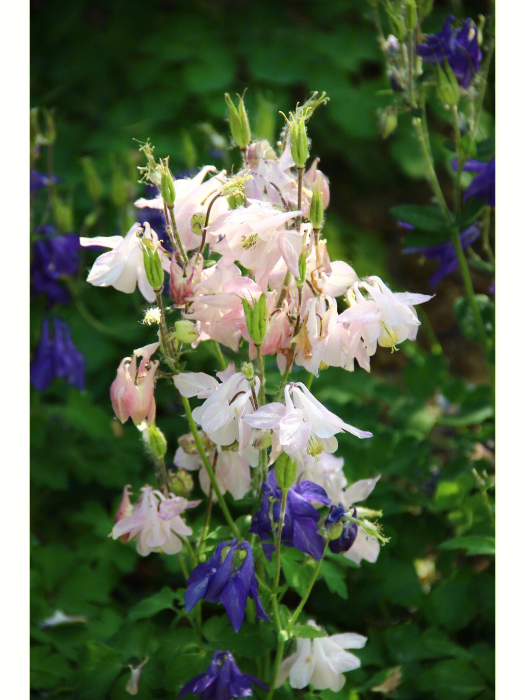 花草物语猫爪花耧斗菜