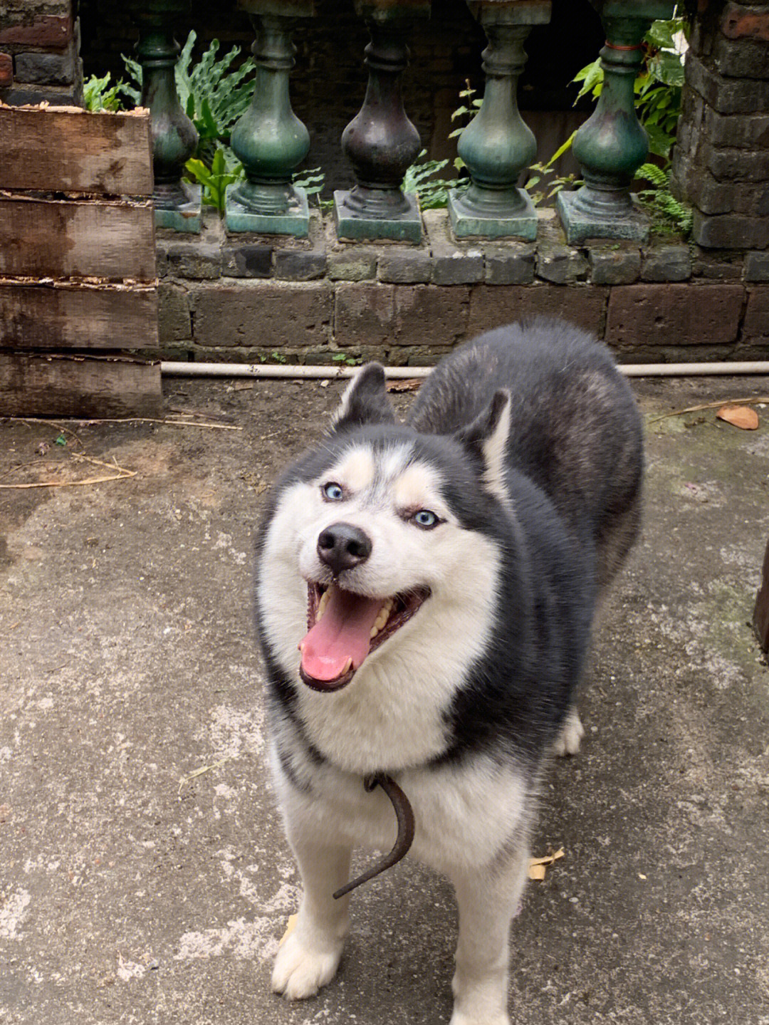 哈士猪happy图片