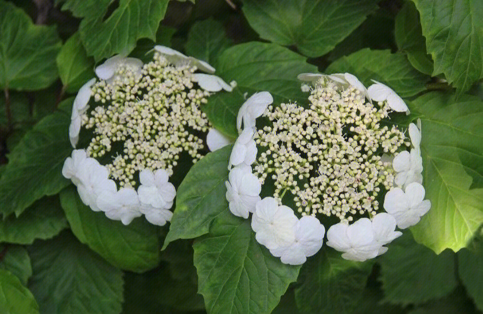 琼花是一种美丽的花杂,从古至今都被人们以美代称,它的花语:美丽,浪漫