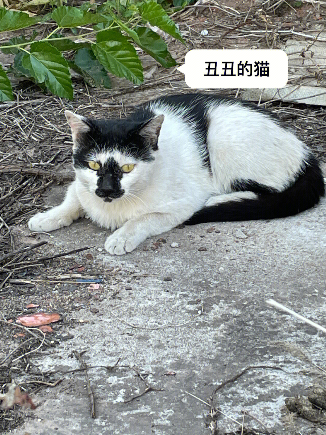 网红猫丑丑近况图片