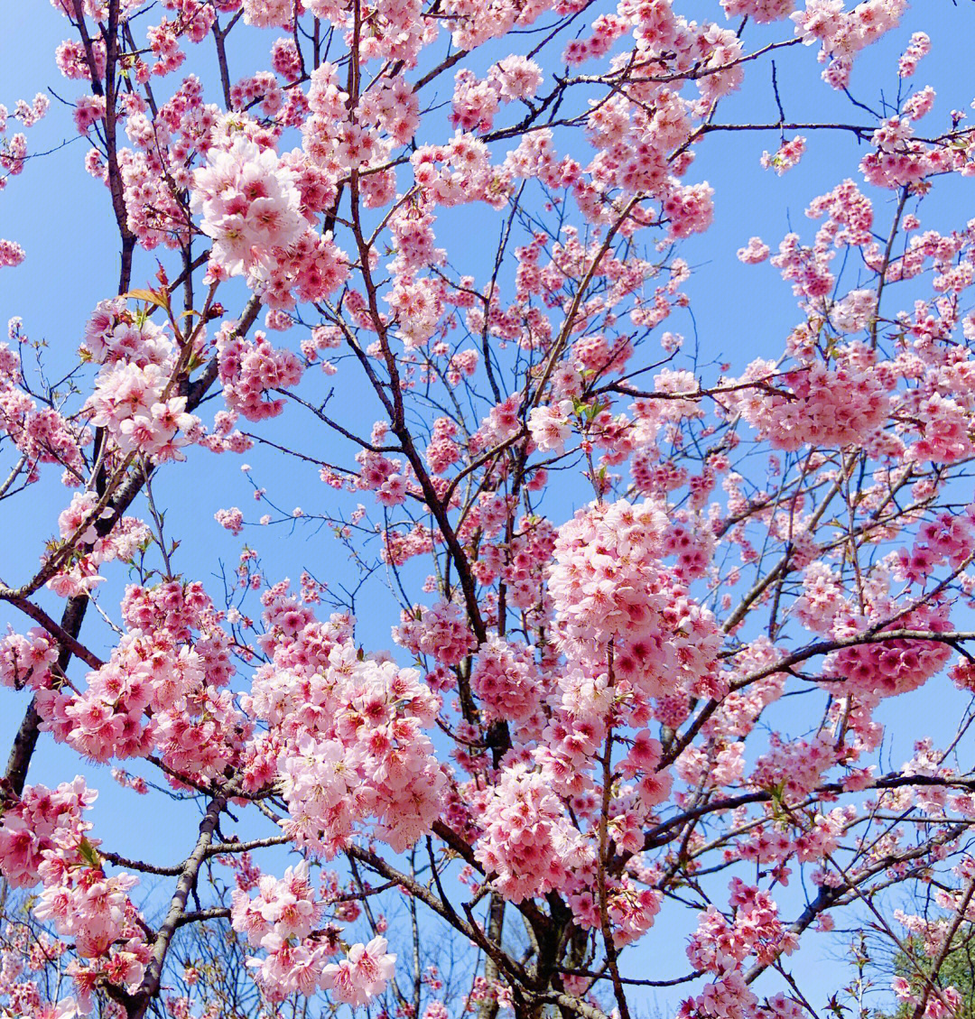 杭州樱花花期图片