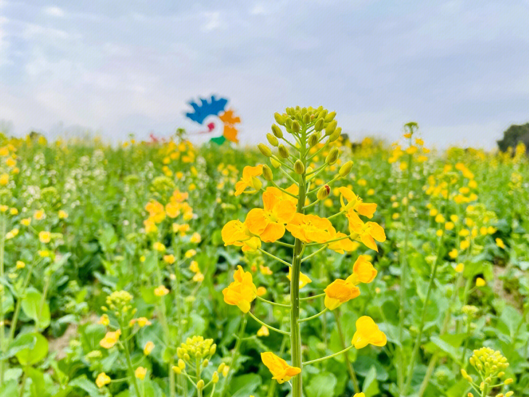 春天的油菜花