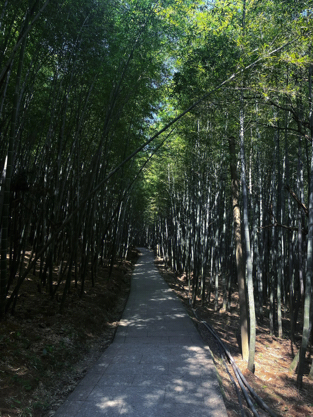 湖州弁山图片