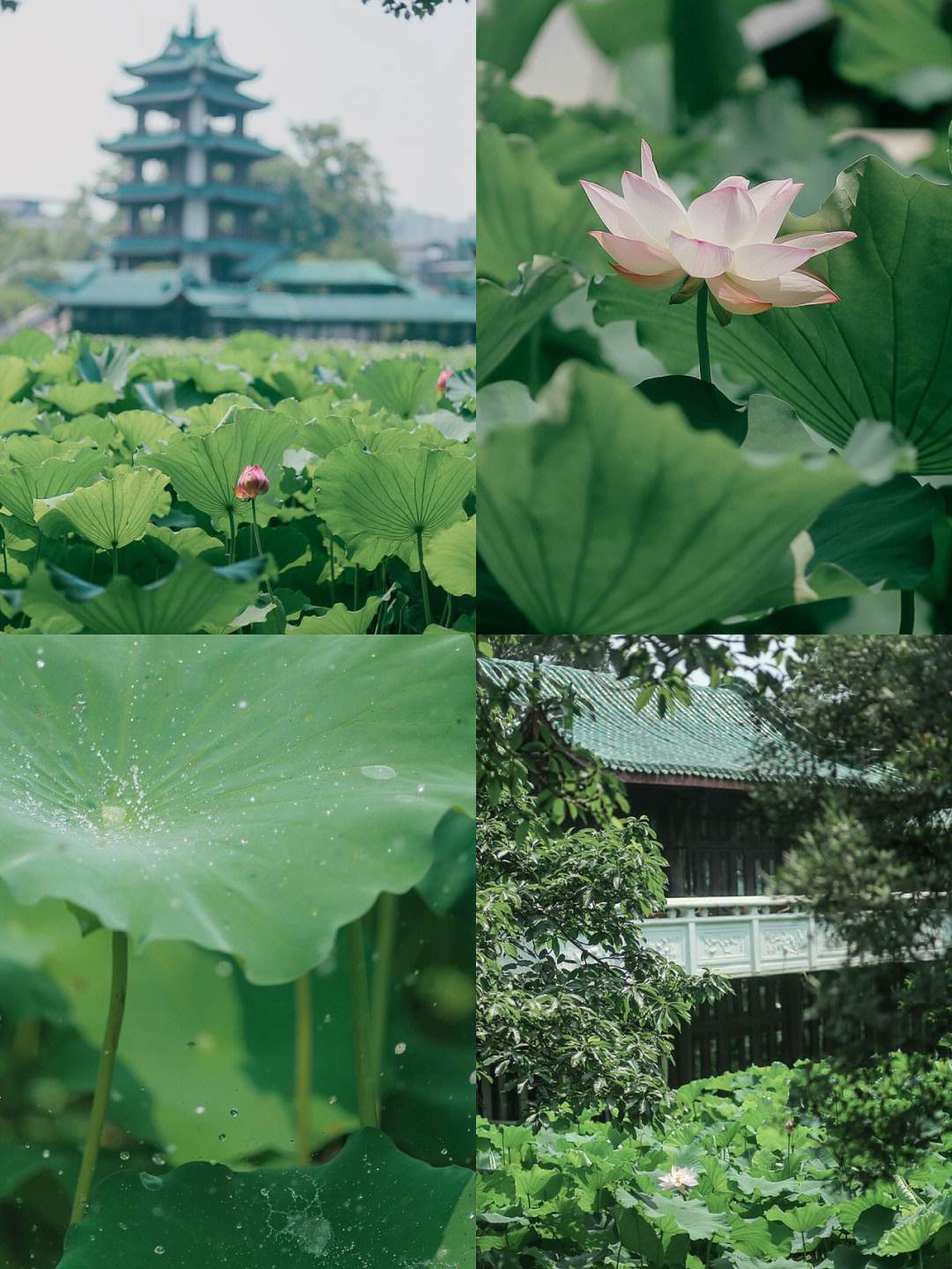 桂湖公园门票图片