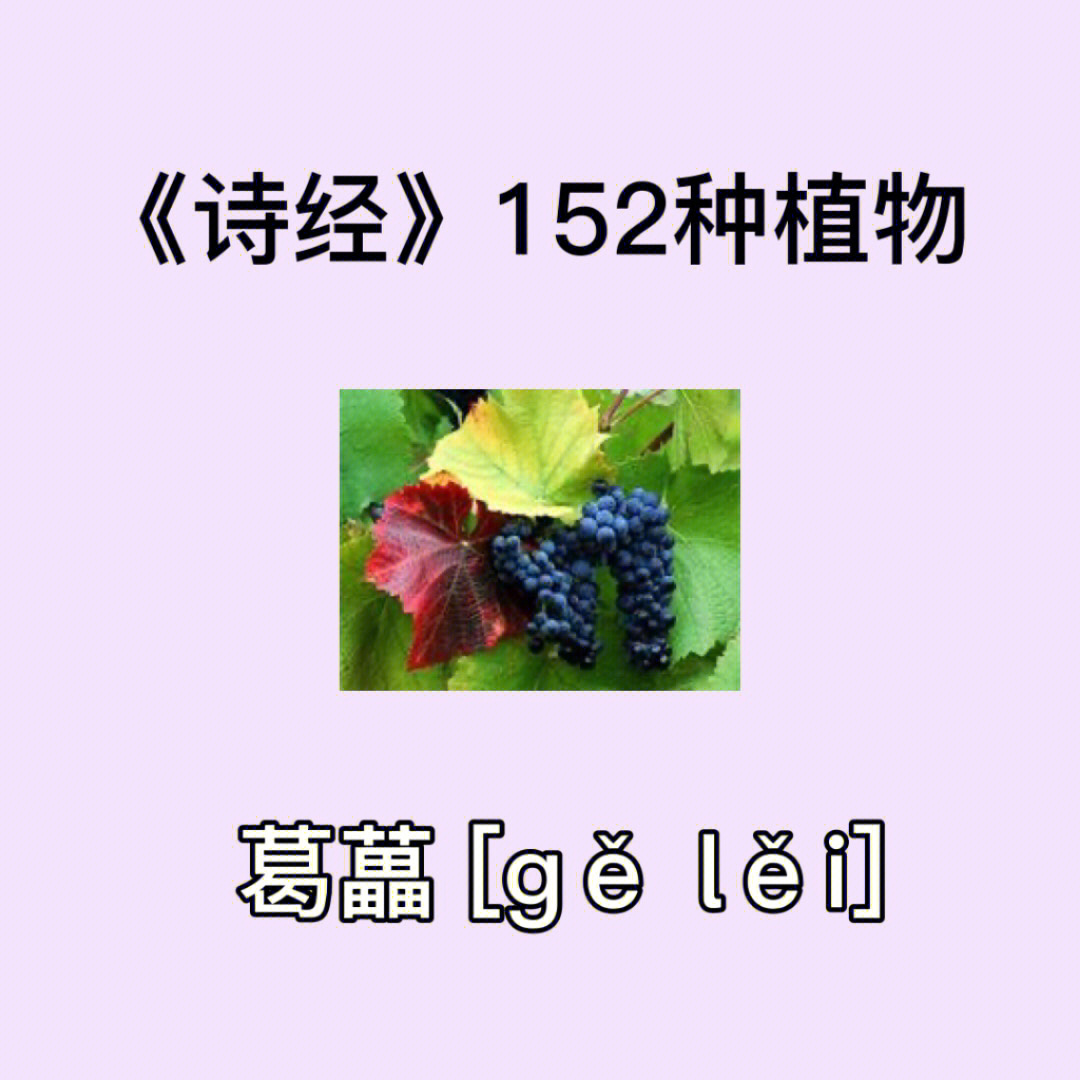 文学小tip诗经152种植物葛藟