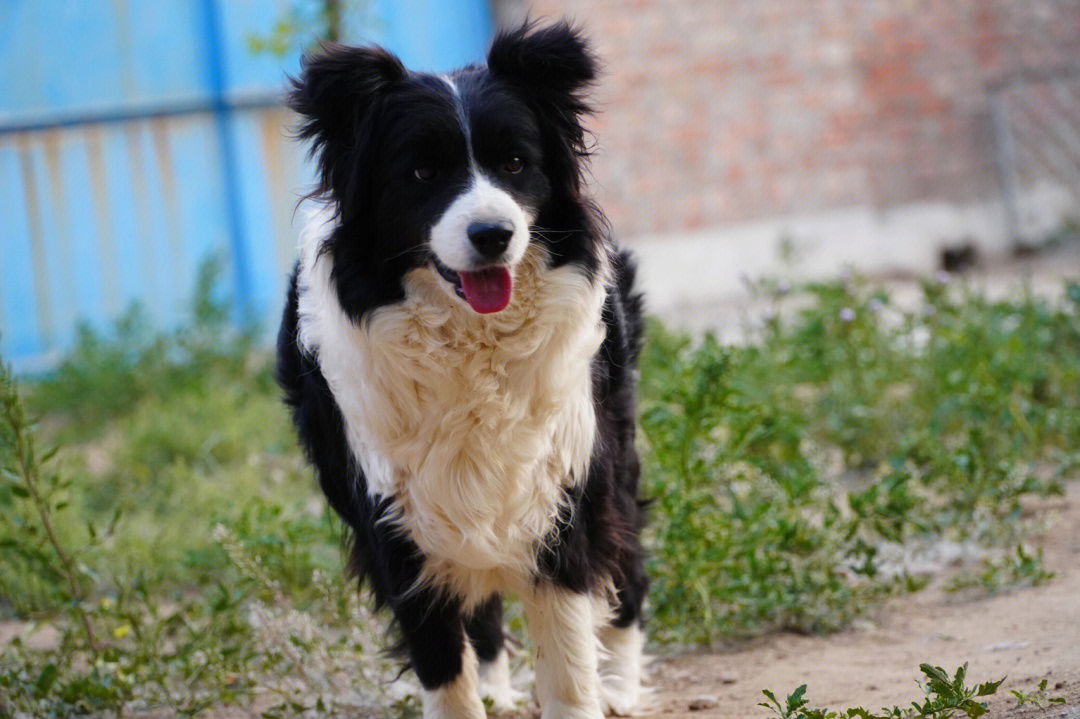 黑头边境牧羊犬图片