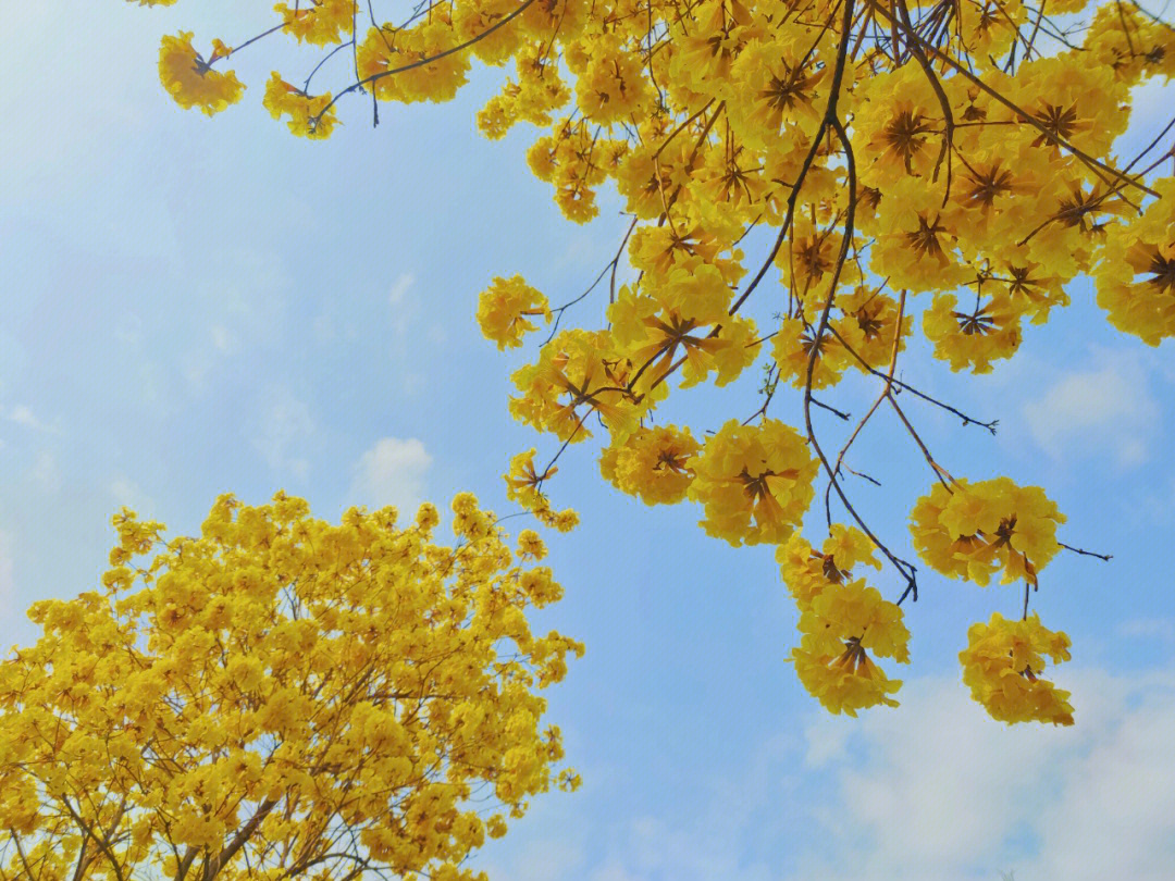 黄风铃花