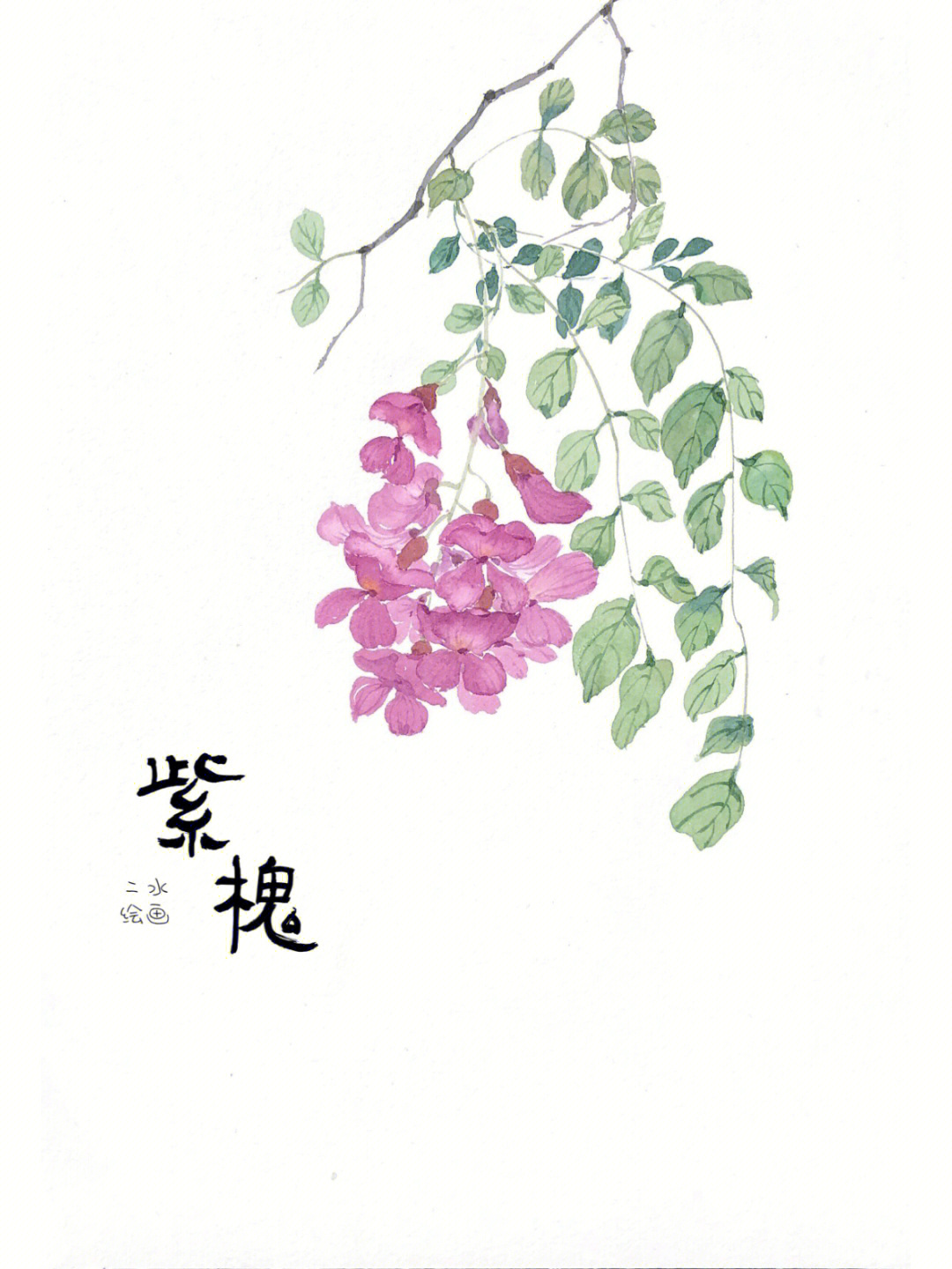 洋槐花插画图片