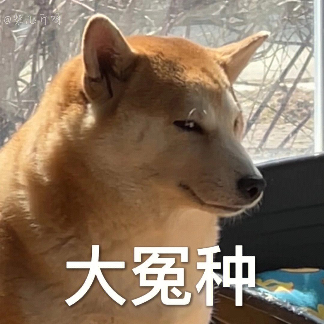 大冤种柴犬狗狗表情包