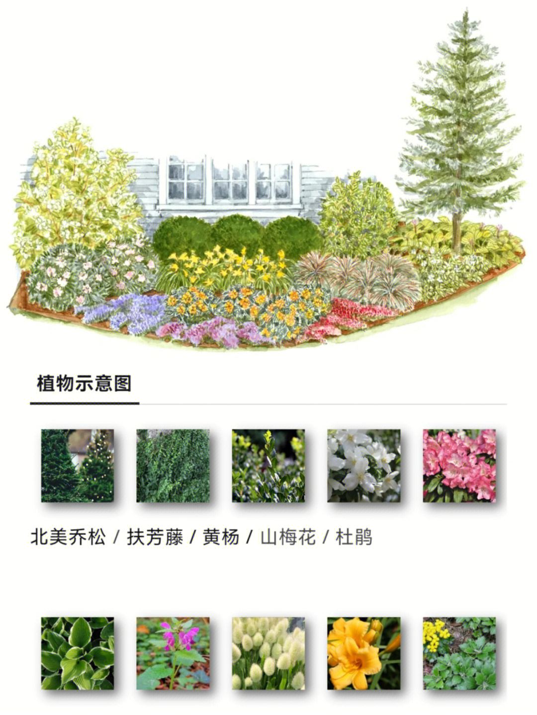 庭院植物分布图图片