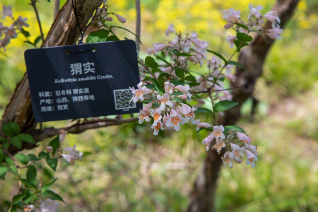 瑶族石花图片